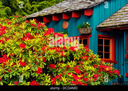 Rhododendron en fleurs à Rose Harbour B&B Queen Charlotte Islands Haida Gwaii Haanas Gwaii NP British Columbia Canada Banque D'Images