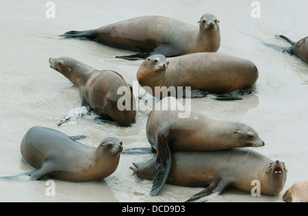 L'Otarie de Californie (Zalophus californianus) femmes jouer sur la plage au colonie de reproduction, Channel Islands, en Californie Banque D'Images