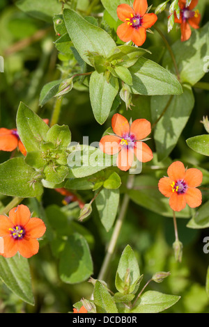 Acker-gauchheil, roter gauchheil ackergauchheil, Anagallis arvensis, mouron rouge, mouron rouge, mouron rouge, Banque D'Images