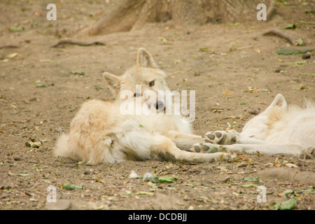 L'Arctique magnifique wolfs gisant dans la forêt Banque D'Images