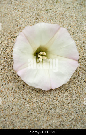 Island Morning Glory (Calystegia macrostegia macrostegia s.) directement dans le sable de la plage, l'île San Miguel, Channel Islands Banque D'Images