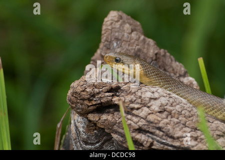 Äskulapnatter, Äskulap-Natter Äskulappnatter, Natter, Zamenis longissimus,, Elaphe longissima, Aesculapian Snake Banque D'Images