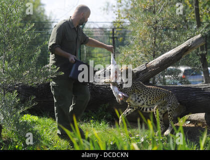 Deux soudanais cheetah furent baptisés au Zoo de Plzen, République tchèque, le 15 août 2013. Ils sont nommés Khalid et Rayan. (Photo/CTK Petr Eret) Banque D'Images