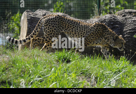 Deux soudanais cheetah furent baptisés au Zoo de Plzen, République tchèque, le 15 août 2013. Ils sont nommés Khalid et Rayan. (Photo/CTK Petr Eret) Banque D'Images