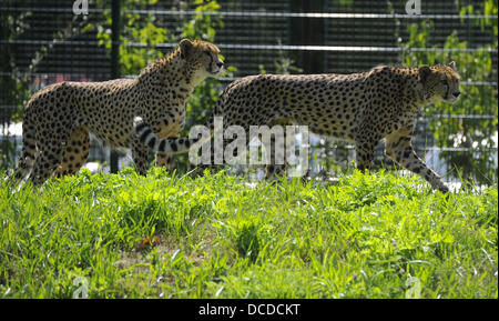 Deux soudanais cheetah furent baptisés au Zoo de Plzen, République tchèque, le 15 août 2013. Ils sont nommés Khalid et Rayan. (Photo/CTK Petr Eret) Banque D'Images