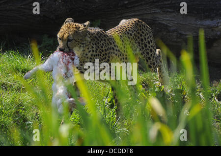 Deux soudanais cheetah furent baptisés au Zoo de Plzen, République tchèque, le 15 août 2013. Ils sont nommés Khalid et Rayan. (Photo/CTK Petr Eret) Banque D'Images