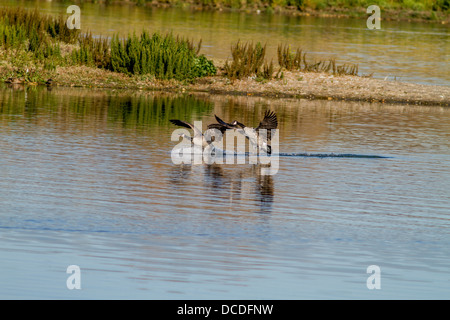 Bernache du Canada (Branta canadensis) Paire landing, avec ailes déployées. Le toucher des roues, l'atterrissage sur la rivière Bow. Calgary, Alberta, Canada Banque D'Images