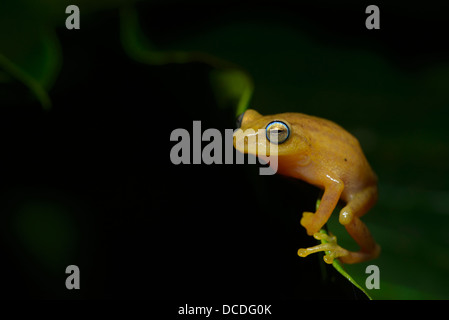 Un mâle Blue-eyed bush frog (Raorchestes luteolus) sur le bord d'une feuille d'bush café dans les Ghâts occidentaux de Coorg, Inde. Banque D'Images