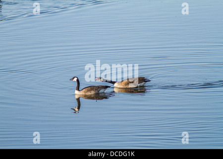 Bernache du Canada (Branta canadensis), en miroir de l'image colorée en bleu de l'eau, comportement d'accouplement et la pariade, Frank Lake, AB, Canada Banque D'Images