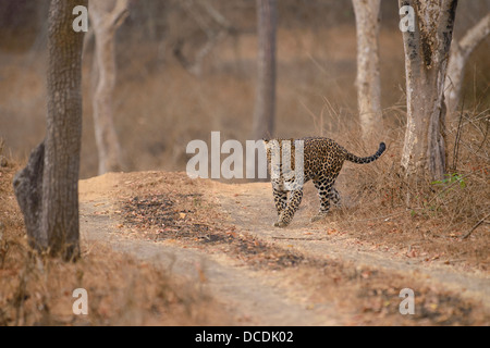 Leopard mâles adultes spray-marquage d'une piste d'un véhicule hors d'arbres sur un matin d'été dans la Réserve de tigres de Bandipur, Inde Banque D'Images