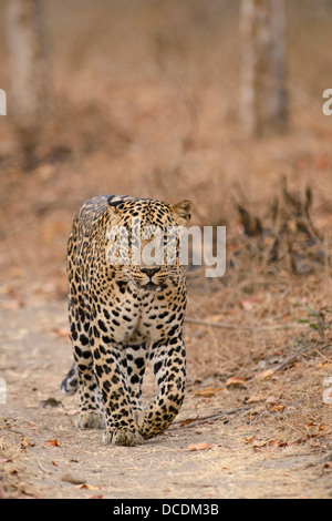 Leopard mâles adultes marche sur un véhicule au début de piste sur un matin d'été dans la Réserve de tigres de Bandipur, Inde Banque D'Images