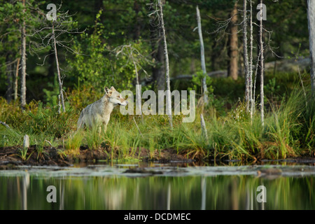 Une pâle'loup gris (Canis lupus) Comité permanent entre les arbres au bord d'un petit lac dans la lumière du matin Banque D'Images