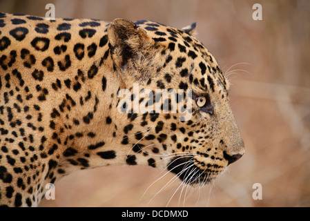 Profil de la face d'un Leopard sur un matin d'été patrouille dans la Réserve de tigres de Bandipur, Karnataka, Inde. Banque D'Images