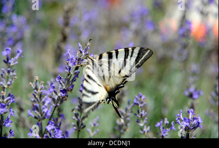 Swallowtail Iphiclides podalirius (rares) sur la lavande dans le Lot Région ou département du sud ouest de la France Banque D'Images