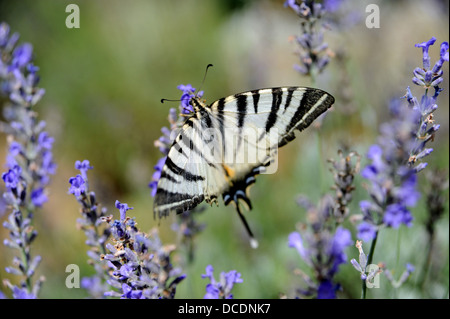 Swallowtail Iphiclides podalirius (rares) sur la lavande dans le Lot Région ou département du sud ouest de la France Banque D'Images