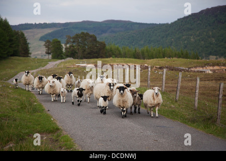 Un troupeau de moutons chefs à la maison en fin de journée en troupeaux par un chien noir le long de la route militaire du général Wade. Banque D'Images