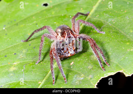 Spider errance (famille Ctenidae) manger un insecte dans le sous-étage de la forêt tropicale, la nuit, de l'Équateur Banque D'Images