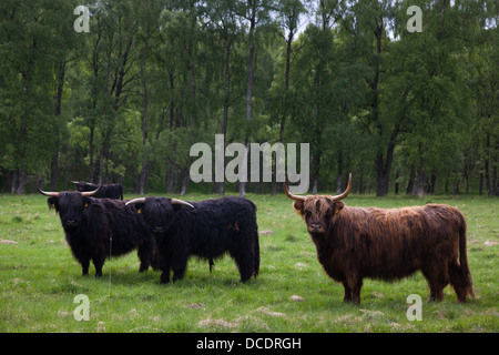 Quatre jeunes taureaux highland écossais dans un pré dans le parc national de Cairngorm. Banque D'Images