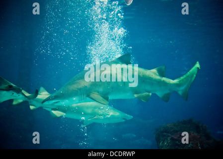 Sand tiger sharks (Carcharias taurus) Banque D'Images