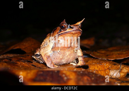 La grenouille cornue de Bornéo Banque D'Images