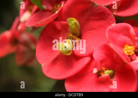 Euphorbia milii rouge fleurs close up Banque D'Images