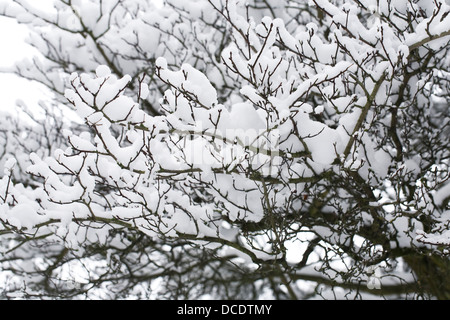 Prunus spinosa. Prunellier couvert de neige des branches d'arbre. Banque D'Images