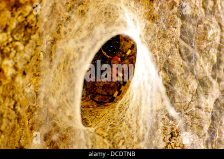 Close up of spider web dans le tronc de l'arbre. Banque D'Images