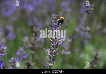 Bee reposant sur lavande française croissant dans le Lot Région ou département du sud ouest- Midi Pyrénées région de France Europe Banque D'Images