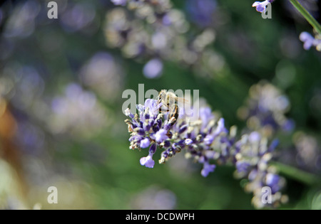 Détente de l'abeille sur lavande française dans la région de lot ou d'un département du sud-ouest de la région Midi- Pyrénées France Europe Banque D'Images