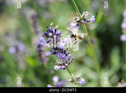 À propos de l'abeille à la terre sur la lavande dans le Lot Région ou département du sud ouest- Midi Pyrénées région de France Europe Banque D'Images