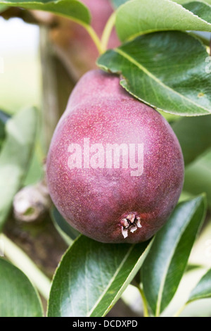 Pyrus communis. 'Poire' Worcester noir dans un verger. Banque D'Images