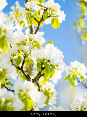 Arbre en fleurs fleurs blanches avec brunch Banque D'Images