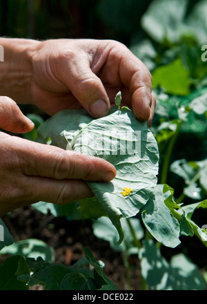 Caucasian man trouver papillon blanc du chou oeufs sur caterpillar accueil plantes choux cultivés, prises à Bristol, Royaume Uni Banque D'Images