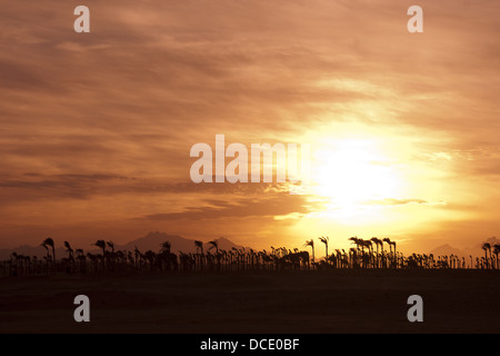 Coucher du soleil dans le désert - Silhouettes Palm Banque D'Images