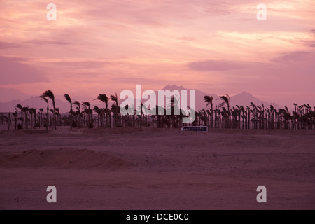 Coucher du soleil dans le désert - Silhouettes Palm Banque D'Images