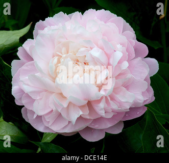 Fleur de pivoine rose pâle close up Peonia Banque D'Images