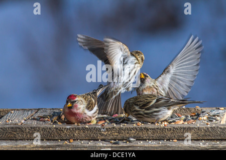 Sizerin flammé (Carduelis flammea) sizerins colorés combats, dans l'air, sur l'alimentation, à l'alimentation. Johnsons Island, Alberta, Canada, Banque D'Images