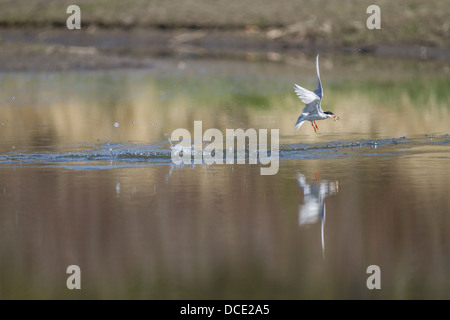 (Sterne de Forster Sterna forsteri) sterne colorés, après la plongée dans l'eau, avec le poisson dans la bouche. L'île Johnson, Alberta, Canada Banque D'Images