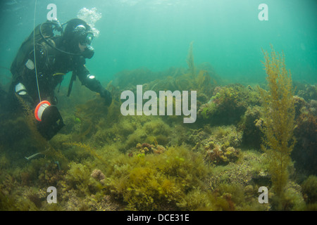 Scuba Diver jouit du reef scène sous-marine dans la baie de kimmeridge, plongée sous-UK Banque D'Images