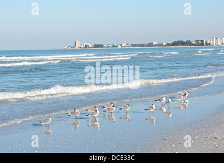 USA, Floride, Sarasota, Crescent Beach, Siesta Key, rire les mouettes le long de la côte. compte Banque D'Images