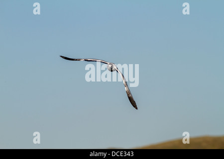 Le goéland à bec cerclé (Larus delawarensis) capturés en vol qu'il survole le lac de mauvaises herbes, à la recherche de nourriture. La lutte contre les mauvaises herbes Lake, Alberta, Canada Banque D'Images