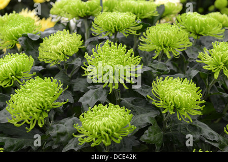 Chrysanthème Green Mist Banque D'Images