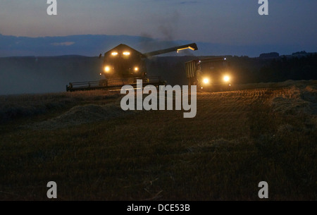 La récolte à la moissonneuse-batteuse champ de blé au crépuscule. L'été Banque D'Images