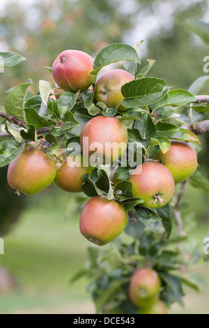 Malus domestica 'Malling Kent'. De plus en plus de pommes dans un verger. Banque D'Images