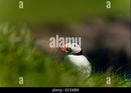 Macareux moine - Fratercula arctica - à Mykines dans Îles Féroé Banque D'Images