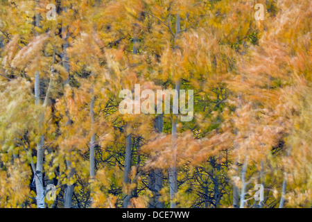 Les arbres et les feuilles de tremble dans le vent, l'Évêque Creek Canyon, l'Est de la Sierra, en Californie Banque D'Images