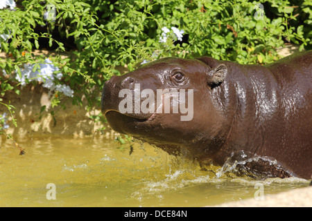 Portrait d'un hippopotame pygmée du prendre un bain Banque D'Images