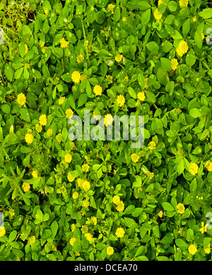 Petites fleurs jaunes sur fond vert feuille avec les gouttelettes d'eau visible lorsque vous effectuez un zoom avant. Banque D'Images