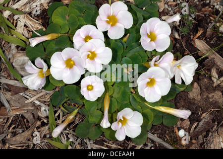 La grande-duchesse - Oxalis petite oseille purpurea - Famille Oxalidaceae Banque D'Images