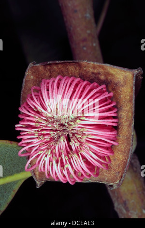 Mallee à quatre ailes/Square-fruits d'Eucalyptus Mallee- tetraptera-famille des Myrtaceae Banque D'Images